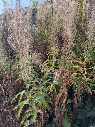 fireweed