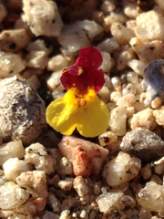 Erythranthe shevockii