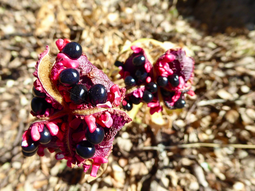 Paeonia broteri