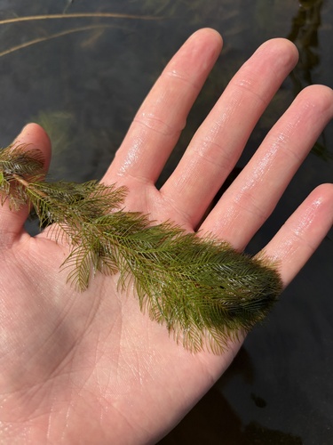 Eurasian water-milfoil
