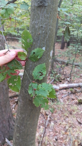 European Hornbeam