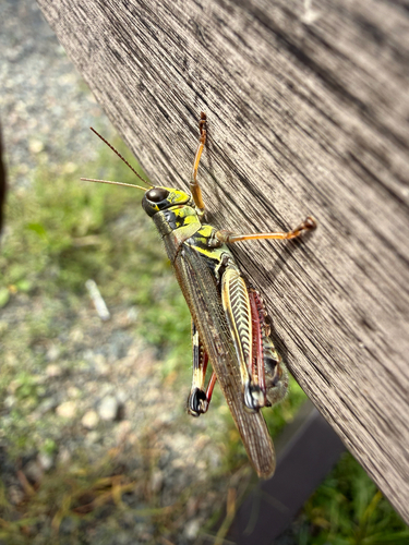 Red-legged Grasshopper