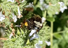 Bombus vosnesenskii