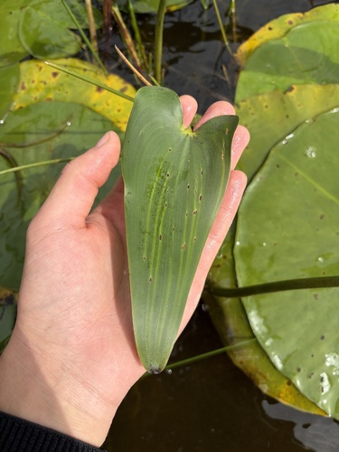 pickerelweed
