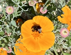 Bombus vosnesenskii