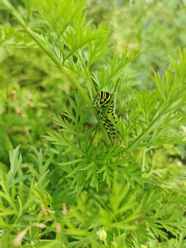 Old World Swallowtail