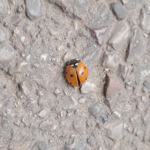 Seven-spotted Lady Beetle