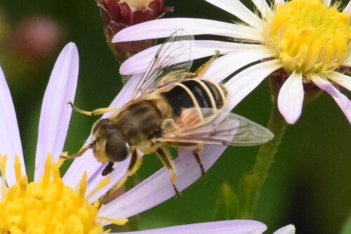 Eurasian Drone Fly, Groesbeek, Nederland, photo 10 of 10