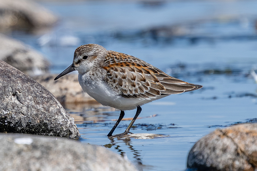 Western Sandpiper