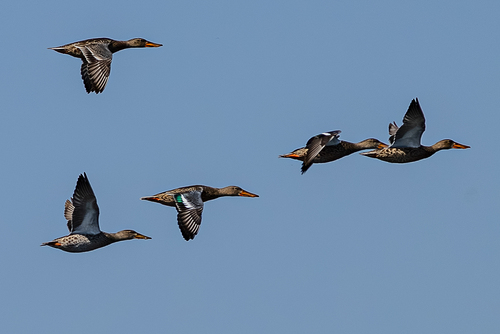 Northern Shoveler