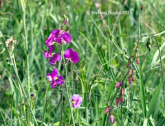 Lathyrus sylvestris