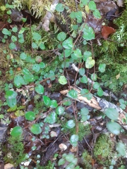 Muehlenbeckia complexa