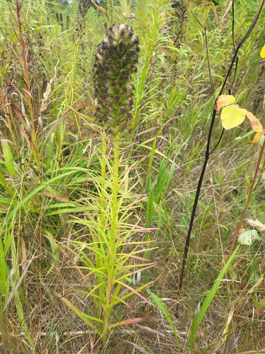 dense blazing star