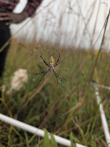 Banded Garden Spider