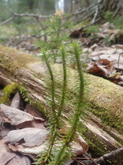 Huperzia lucidula image