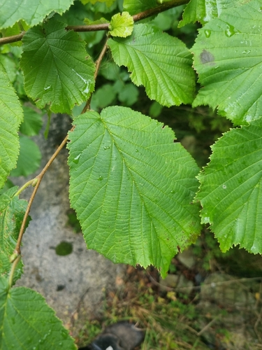 common hazel