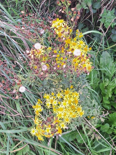 ragwort