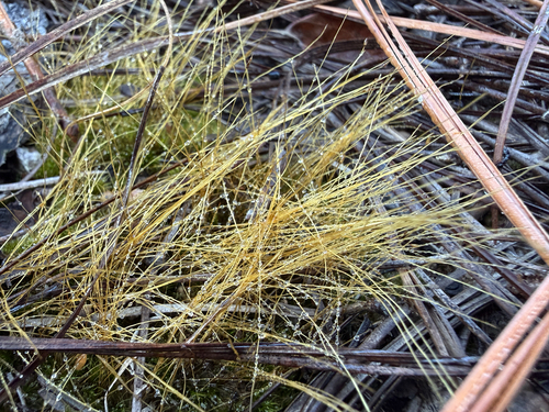 Ditrichum pallidum observed 2026-09-17