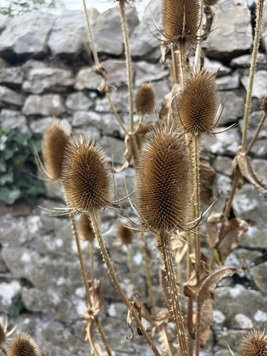 wild teasel