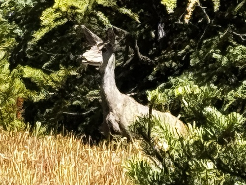 Mule Deer