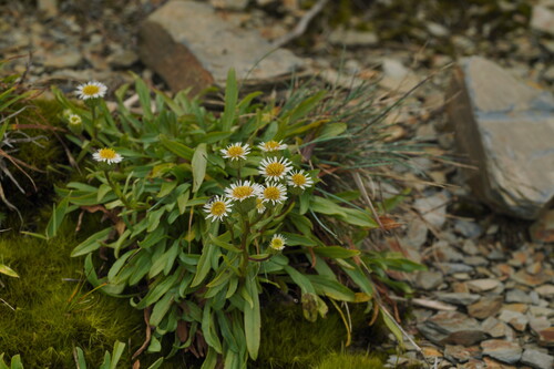 Erigeron morrisonensis, 2026-09-07
