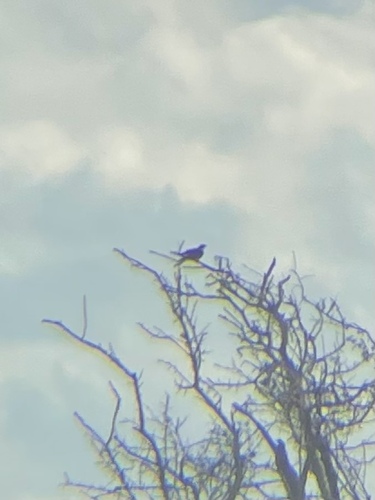 Common Cuckoo