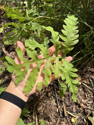 sensitive fern