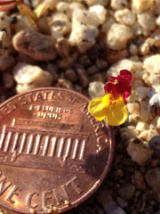 Erythranthe shevockii