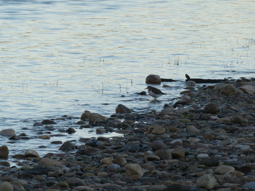 Spotted Sandpiper