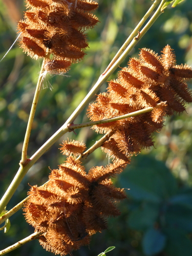 Wild Licorice