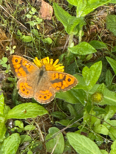 Wall Brown