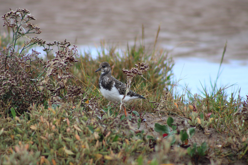 Ruddy Turnstone