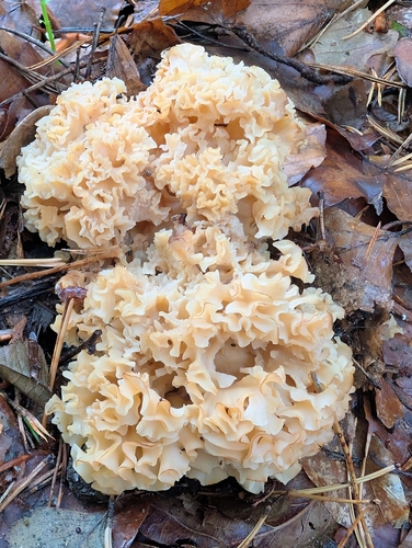 Cauliflower Fungus