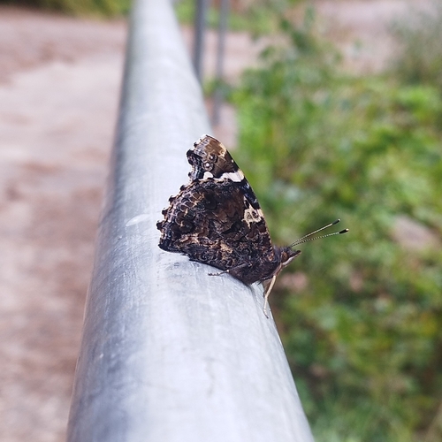 Red Admiral