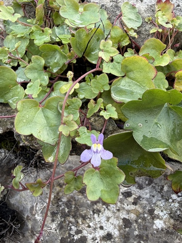 Ivy-leaved toadflax