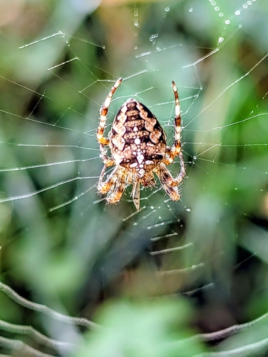 Cross Orbweaver