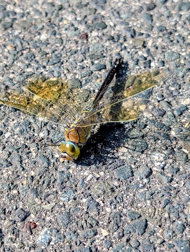 Lesser Emperor