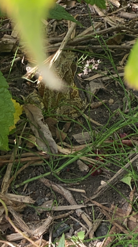 European Common Frog