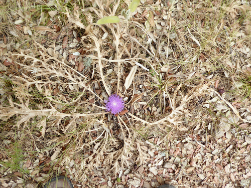 Pine Thistle