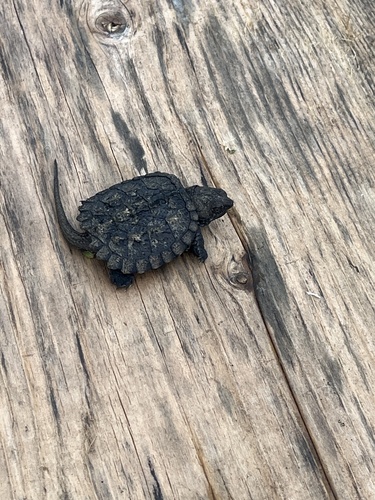 Common Snapping Turtle