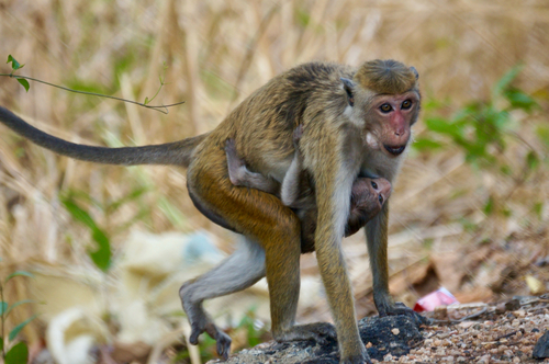 Toque Macaque