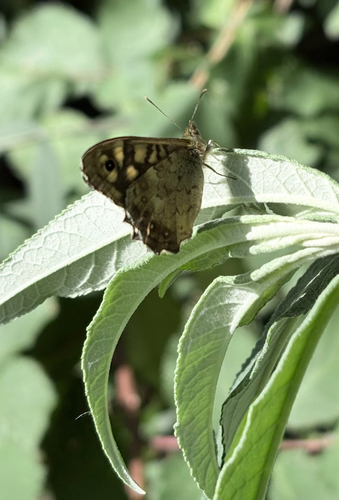 Speckled Wood