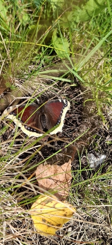 Mourning Cloak