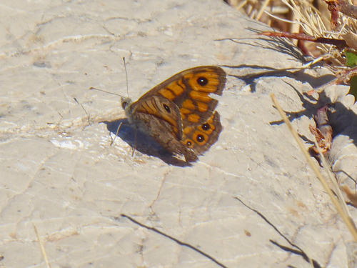 Wall Brown