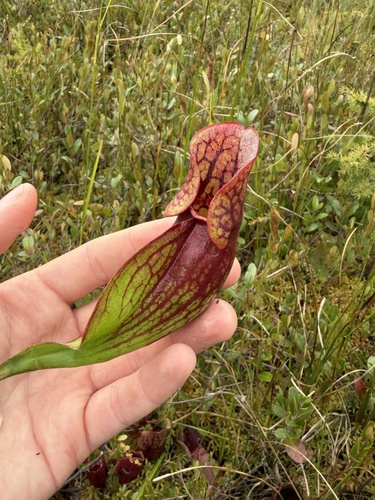 purple pitcher plant