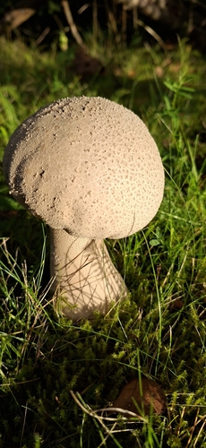 Pestle Puffball