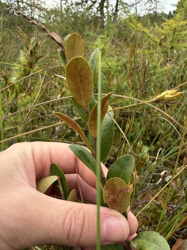leatherleaf