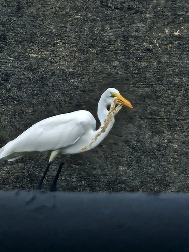 Great Egret