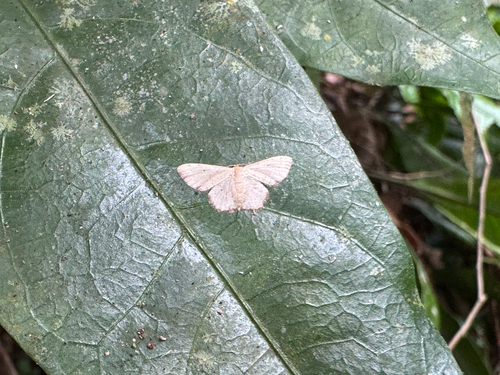 Idaea carnearia