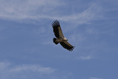 Himalayan Griffon